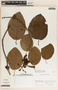 Marsdenia schlechteriana image