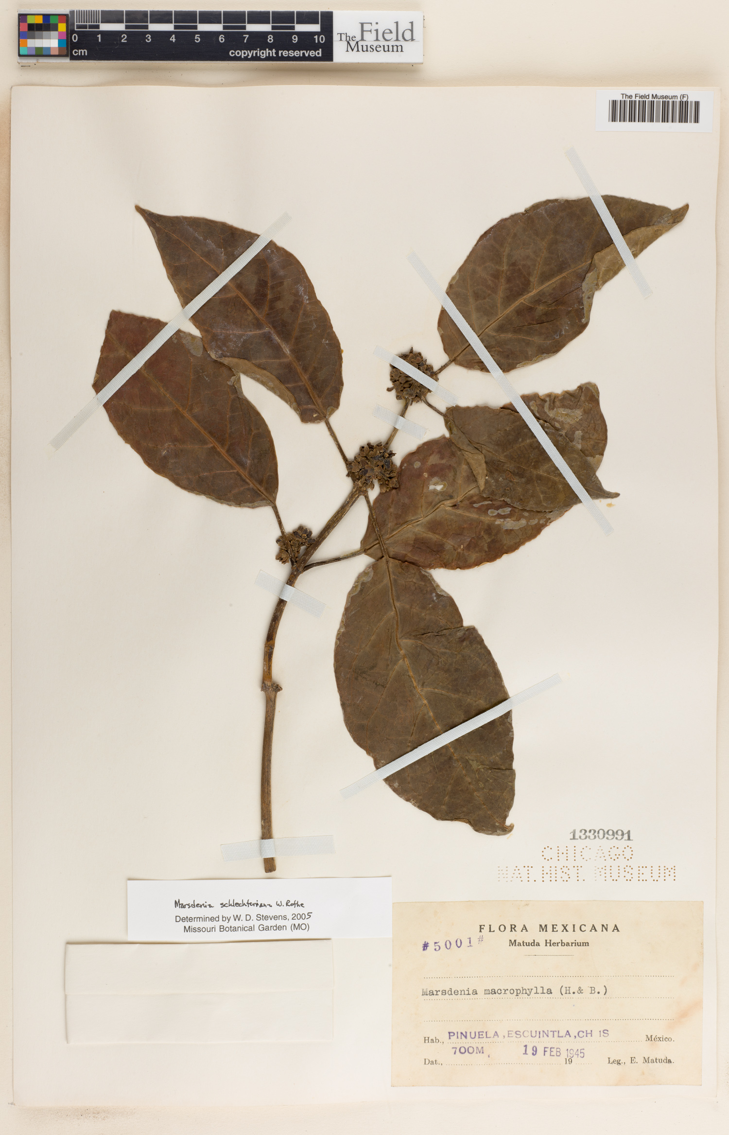 Marsdenia schlechteriana image