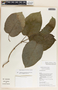 Marsdenia schlechteriana image