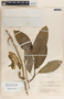 Marsdenia schlechteriana image