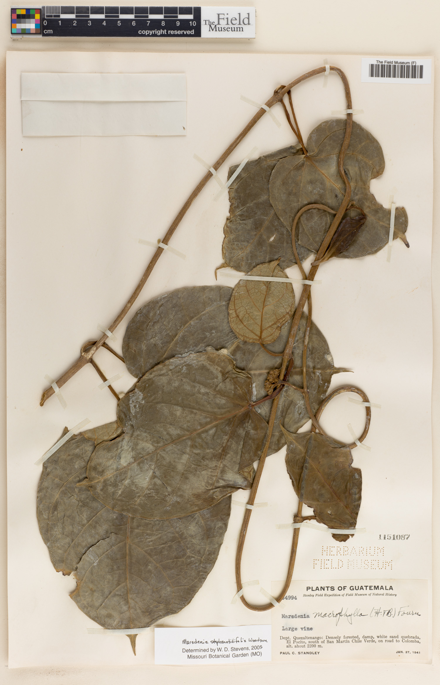 Ruehssia stephanotidifolia image