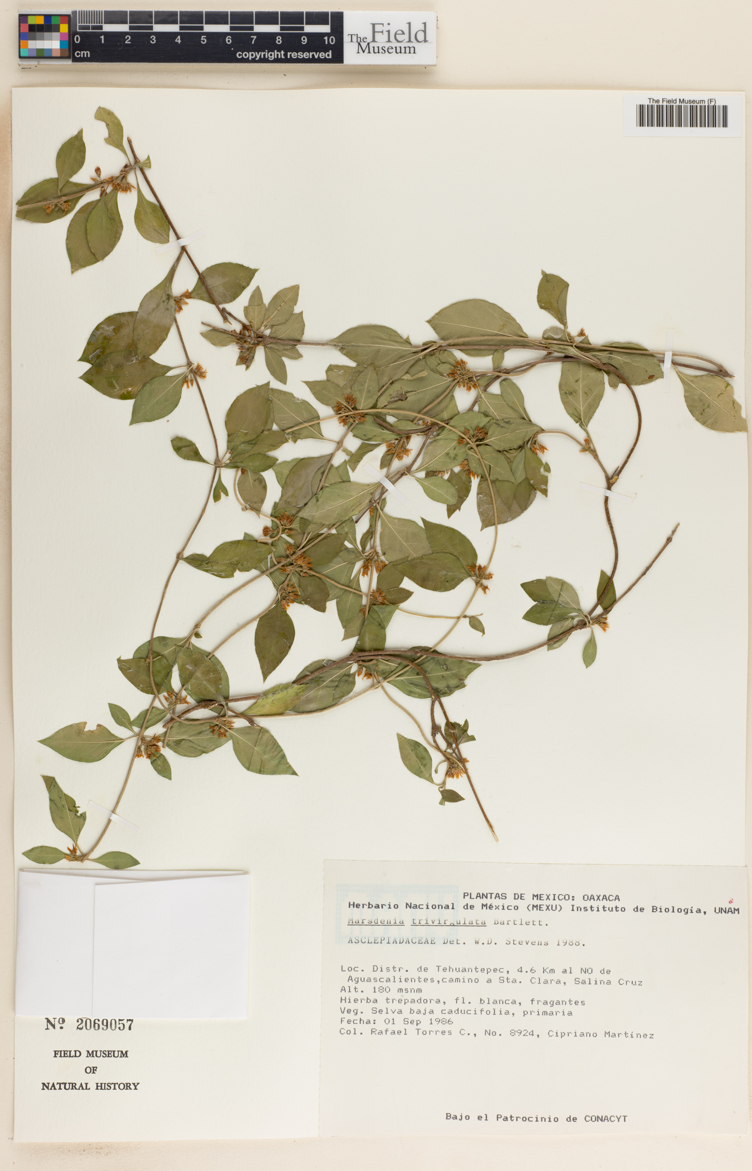 Marsdenia trivirgulata image
