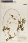 Marsdenia trivirgulata image