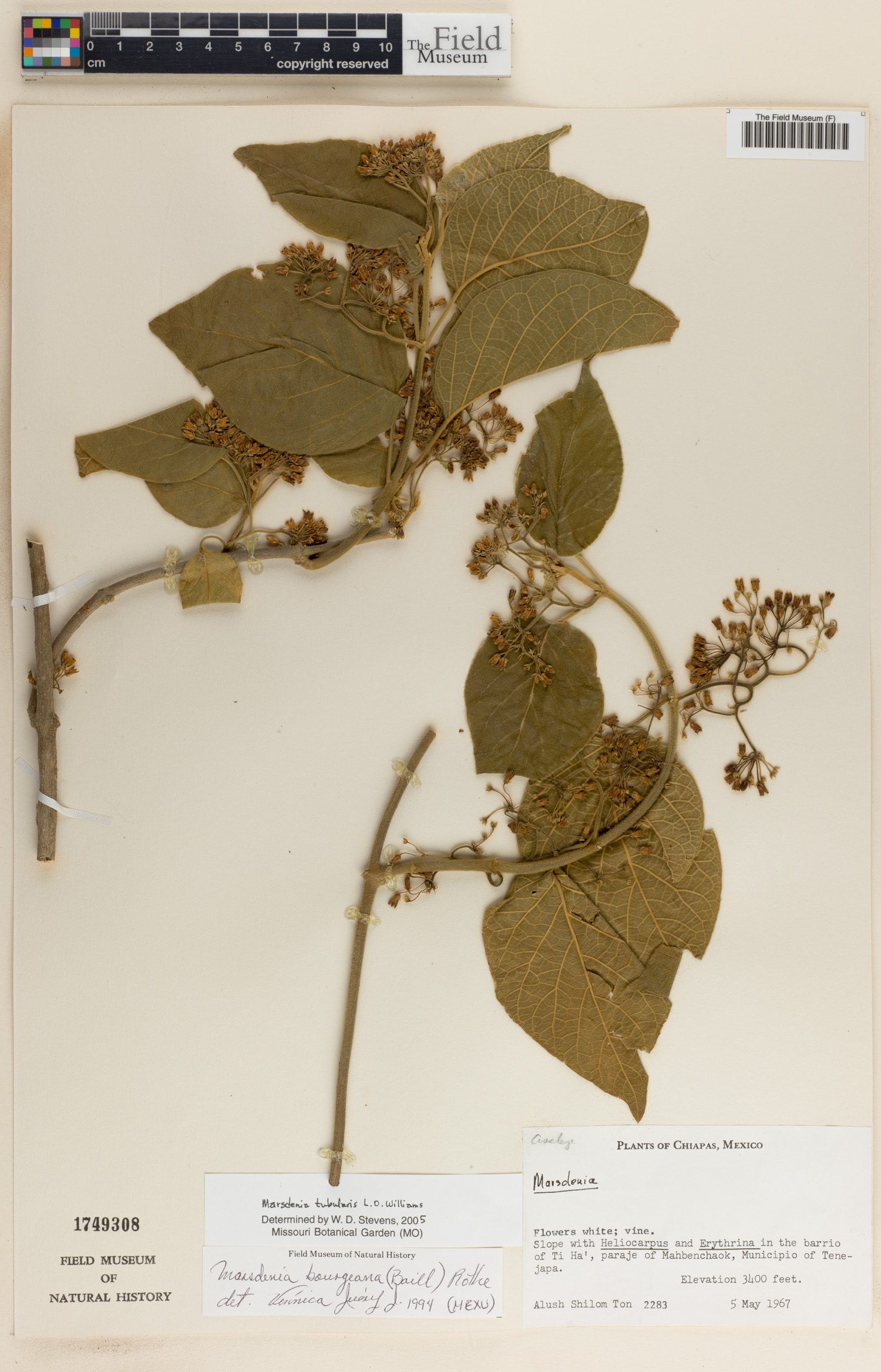 Ruehssia tubularis image
