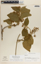 Ruehssia tubularis image