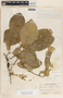 Ruehssia veronicae image