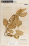 Ruehssia veronicae image