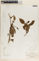 Ruehssia zimapanica image