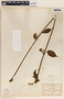 Ruehssia zimapanica image