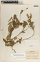 Matelea abbreviata image