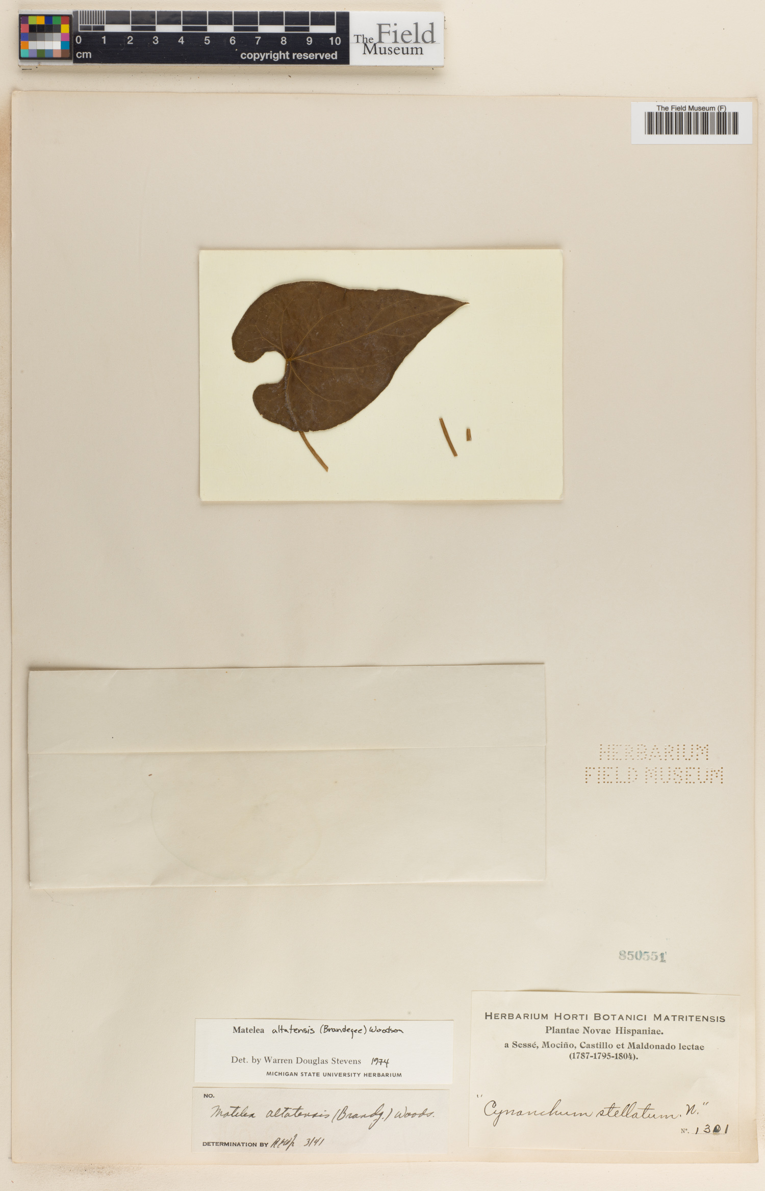 Matelea altatensis image