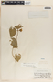 Dictyanthus asper image
