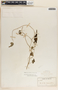 Dictyanthus asper image