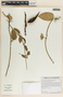 Matelea belizensis image