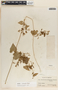 Matelea calcarata image