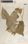 Matelea calcarata image