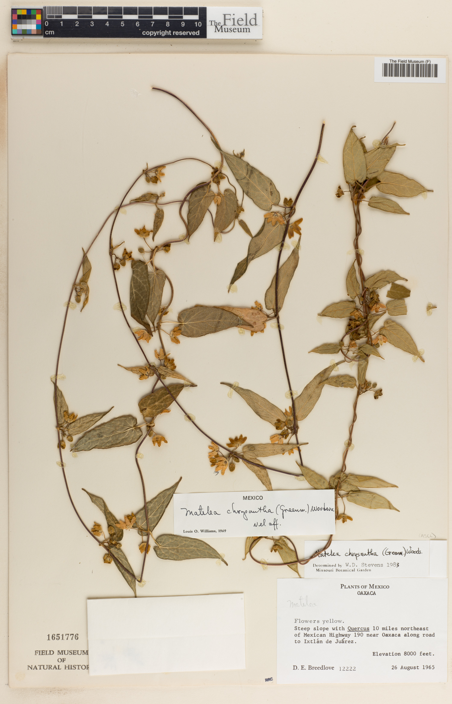 Matelea chrysantha image