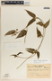 Matelea chrysantha image