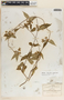 Matelea chrysantha image