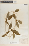 Matelea chrysantha image