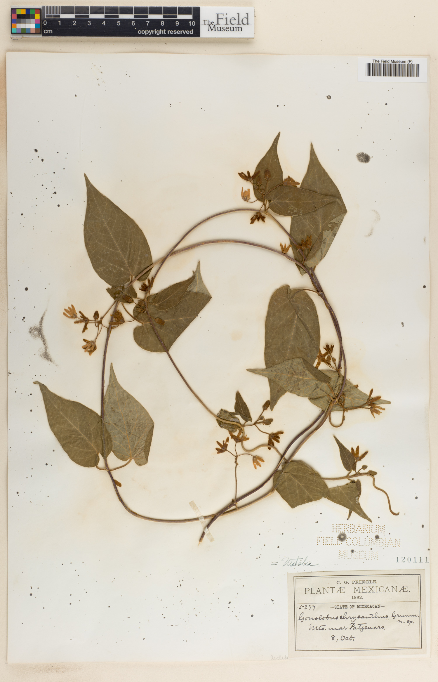 Matelea chrysantha image