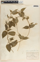 Matelea chrysantha image