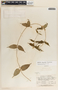 Matelea chrysantha image