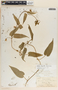 Matelea chrysantha image