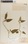 Matelea chrysantha image