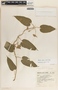 Matelea crenata image