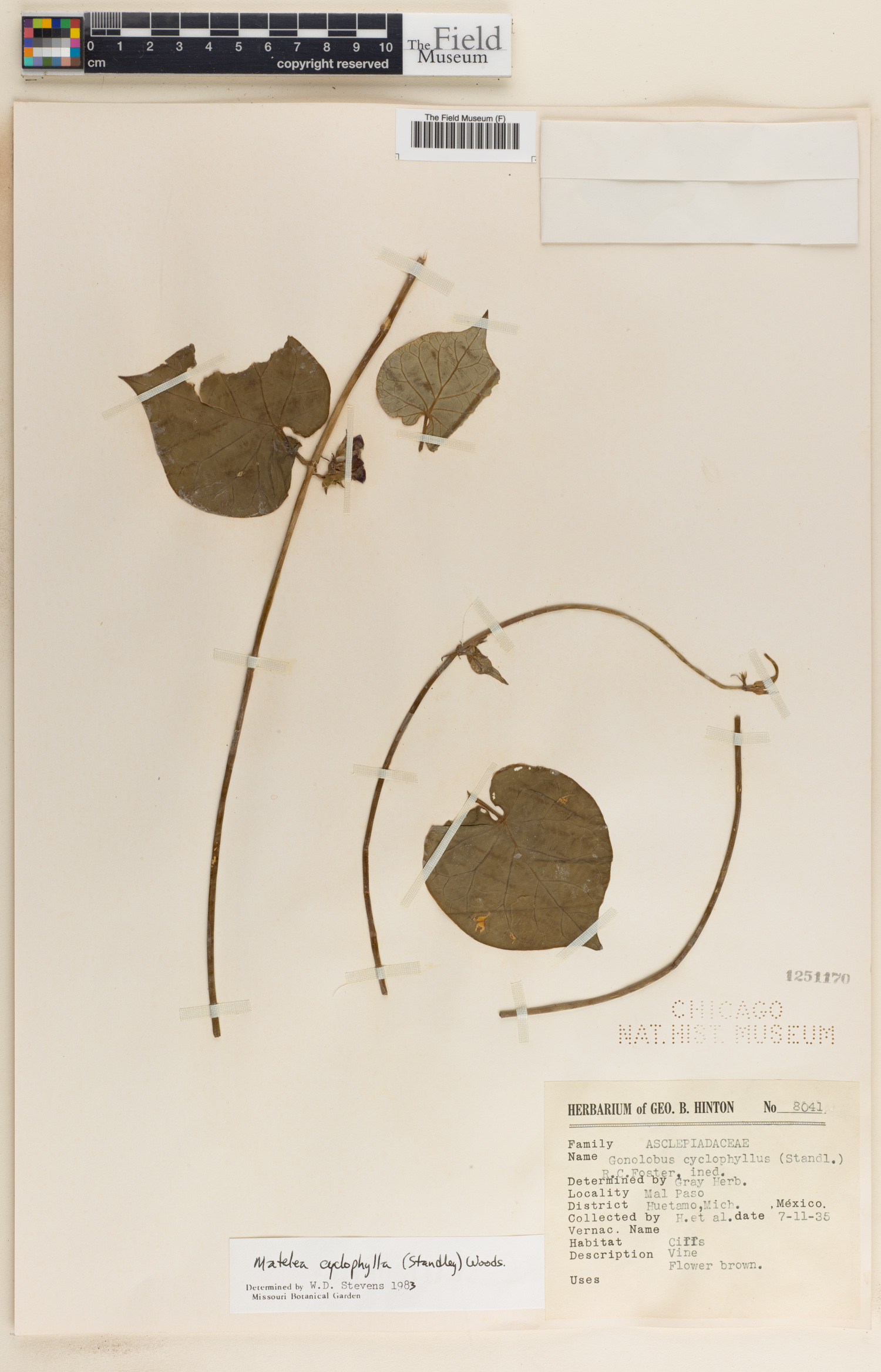 Matelea cyclophylla image