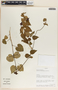 Matelea dictyantha image