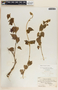 Matelea dictyantha image
