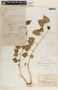 Matelea dictyantha image