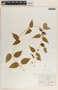 Matelea gonoloboides image