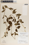 Matelea gonoloboides image