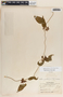 Matelea gonoloboides image