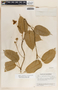 Matelea guatemalensis image