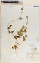 Matelea hemsleyana image