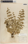 Matelea hemsleyana image