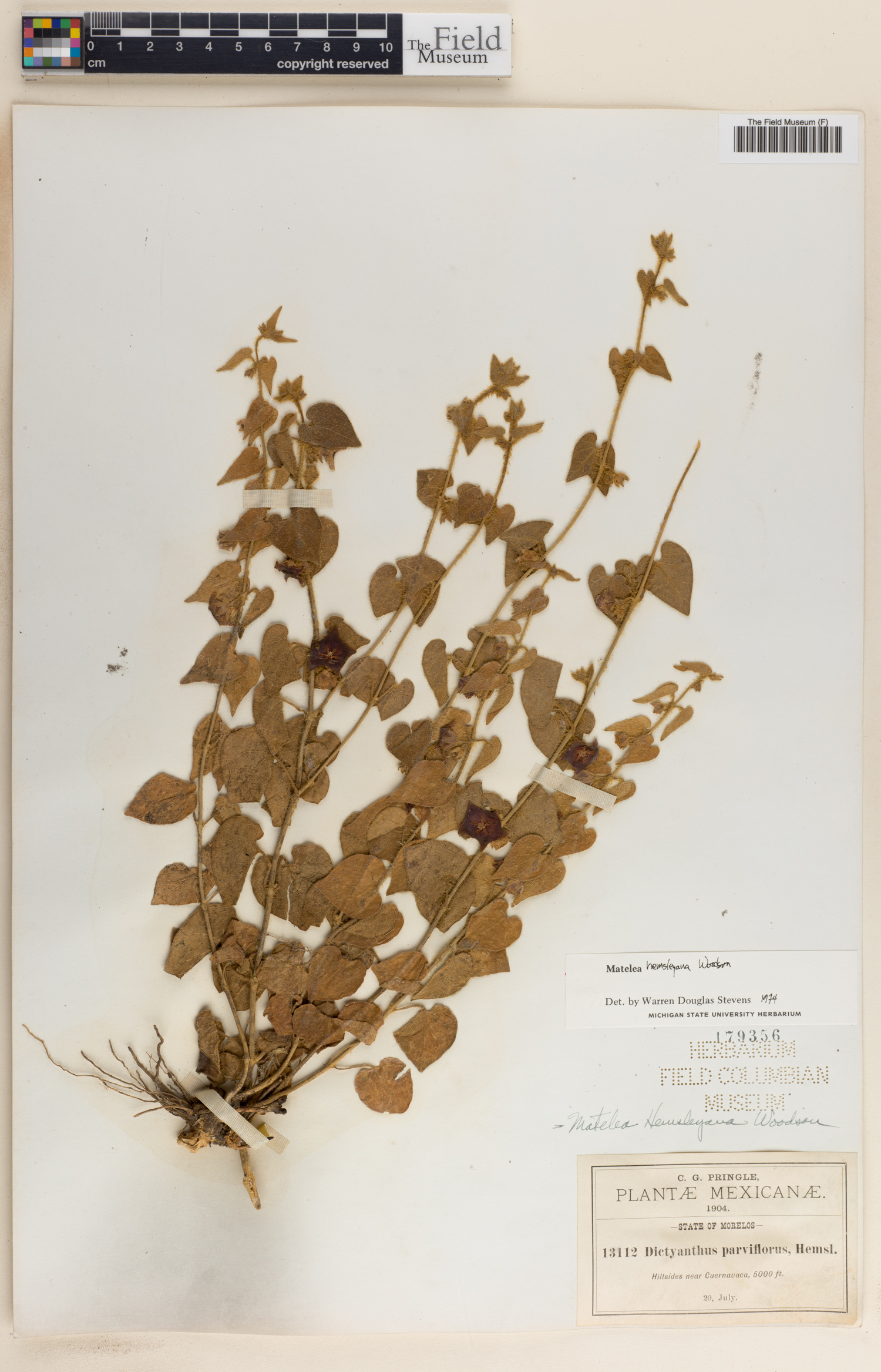 Matelea hemsleyana image