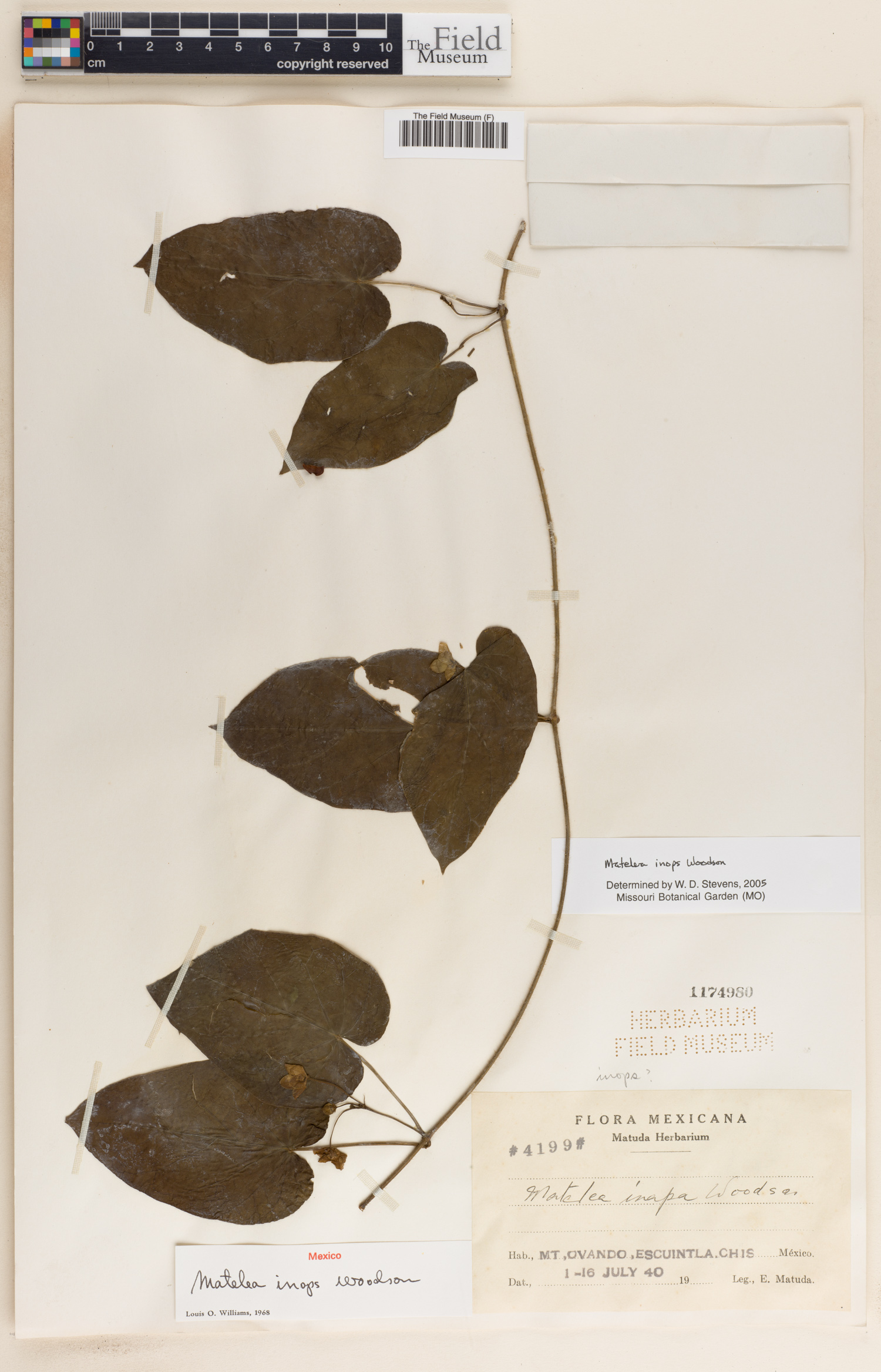 Matelea inops image