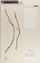 Matelea inops image