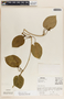 Matelea inops image