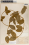 Matelea guatemalensis image