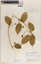 Matelea guatemalensis image