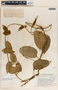 Matelea guatemalensis image