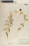 Matelea lanata image