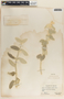 Matelea lanata image