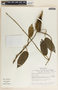 Matelea lanceolata image